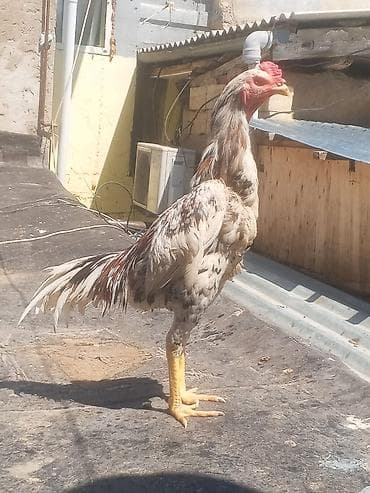 qefes boyuk: Aseel tipli xoruz - Cins: Aseel (uzunboylu, güclü skeletli, sıx — 1