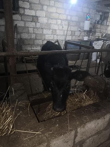 qala cinsi qoyun: Salam Yarım cins Danadı 6 aylıqdı Heç bir problemi yoxdu Sağlam — 1