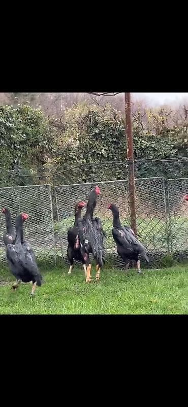 baliq akvarium satisi: Toyuq, Damazlıq — 7