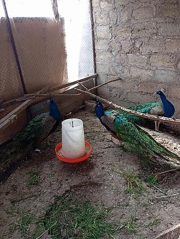 bülbül quşu haqqında məlumat: Məhsul: Hind tovusu (tovus quşları) Təsvir: - Saxlanılan növ: Mavi — 1