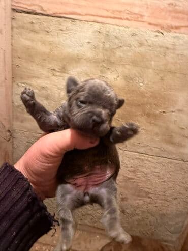 акита ину цена в баку: Американский бульдог, 1 месяц, С прививками, Платная доставка — 6