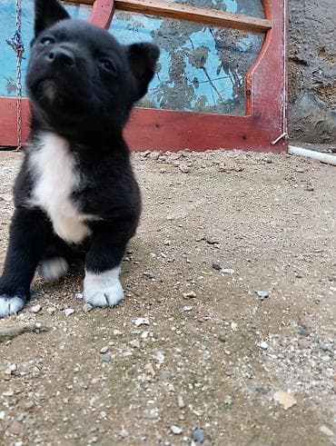 cao cao iti: Zvonok, 1 ay, Erkek, Ünvandan götürmə — 4