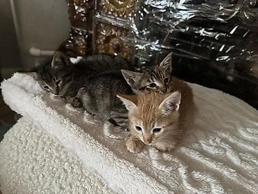 iran pisiyi: Tabbi, Yaxşı əllərə — 2