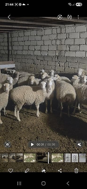 beyleqan sortu qoyun: Balalı, bogaz qoyunlar. 25 qoyun 6 toxlu, 11 quzu — 3