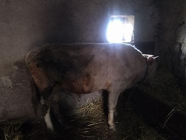 satdiq danalar: Super maldı polnu qulluğ olunub — 2