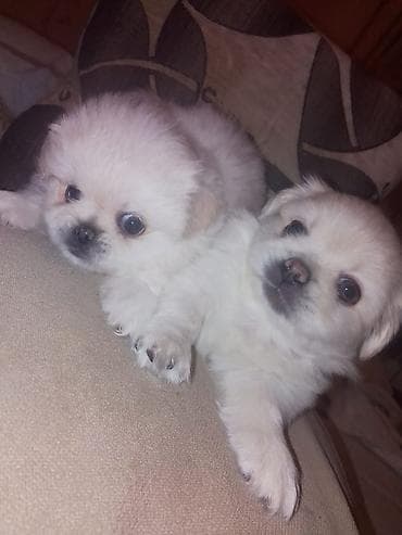 inek bala: Pekines, 1 ay, Dişi, Peyvəndli — 8