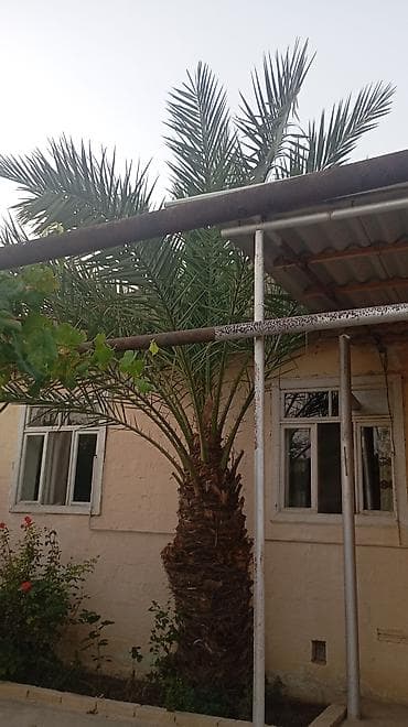 pomidor şitili satışı: Xurma xurması (Phoenix dactylifera) palma ağacı - Hündürlüyü — 1
