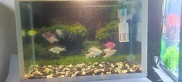 akvaryum dirnaq: Akvaryum komplekti – 4 koi 6 glofish akvaryum arxa fon filtir içinin — 2