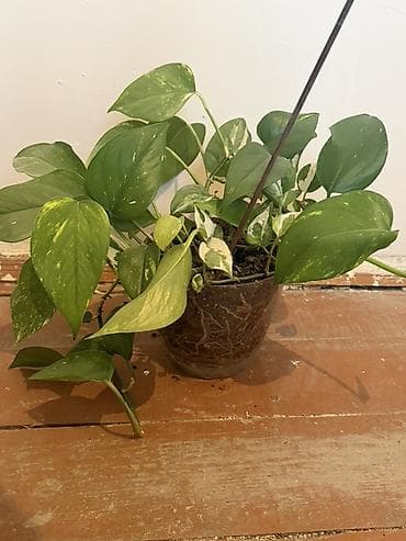 xoruz otu bitkisi: Epipremnum aureum (Pothos/Skindapsus) – saksı bitkisi İstəyən — 3