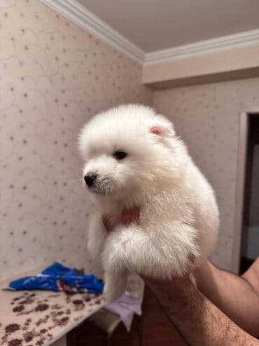 it pulsuz: Samoyed, 2 ay, Erkek, Pulsuz çatdırılma — 2