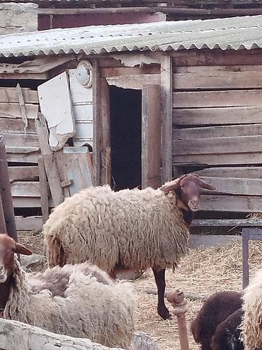 qoyun quyruğu: Erkək, Qala, il: 1, 40 kq, Ətlik — 3