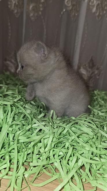 anqor pişiyi: Britan, Yaxşı əllərə, Ünvandan götürmə — 2