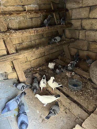мальтипу цена в баку: Salam olsun quşlar tərgizilir hoptum 140 manat cutdə var iclerinde — 3