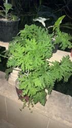 ev gülü: Her biri ucuz kimete Gencededi catirma var size yaxin yere ancag — 32