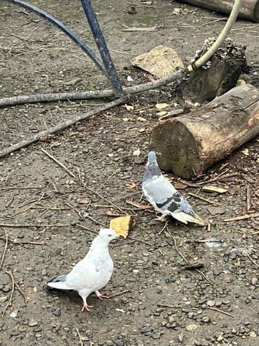 Gəmiricilər: Ev quşları – göyərçinlər - Növ: ev göyərçinləri - Rəng çeşidi: ağ — 1