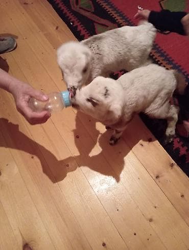 mal bazarı: Quzu, Dişi, ay: 1, Damazlıq — 3