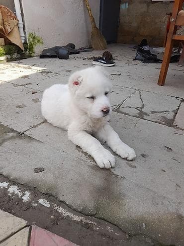 haski balaları: Alabay, 2 ay, Dişi, Peyvəndli — 4