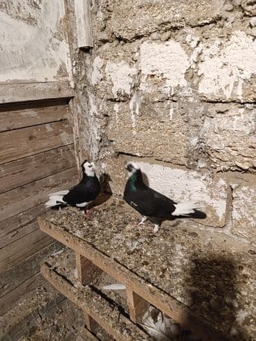 Qusdar göz qabaqinda cütü 20 manat biri Erkey biri maya cüt deyiller