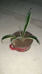 pul seyfi: Aloyavera otag bitgisi boyuyende daha bunanda gozel olur — 4