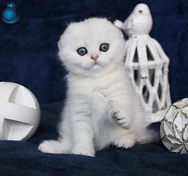 Digər heyvanlar: Şotland yastı qulaq — 1