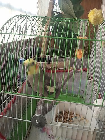 1 yaşı var. Korella tutuquşudur. Erkəkdir. Evdə saxlayırıq. Baxımını — 1