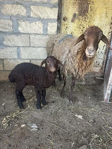 qoca qoyun: Ana bala satilir qirmizi qoyundu — 2