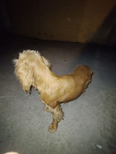 lelekli heyvanlar: Koker spaniyel, 10 ay, Dişi, Ünvandan götürmə — 2