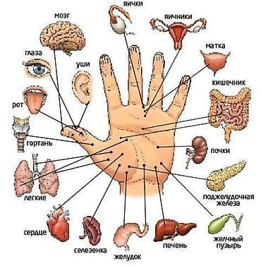 Tədris posterləri – İnsan anatomiya və refleksologiya + Türk dilləri