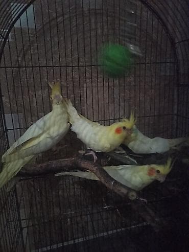 Tutuquşları: Nimfa (cockatiel) tutuquşuları – lutino və boz rəng variantları - — 3