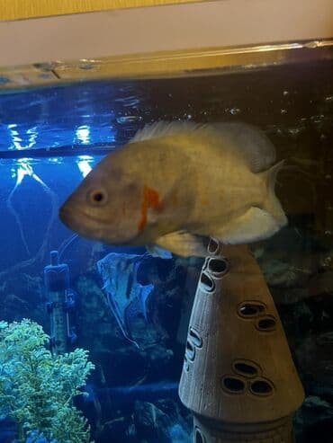 попугай ара: Астронотус — 4