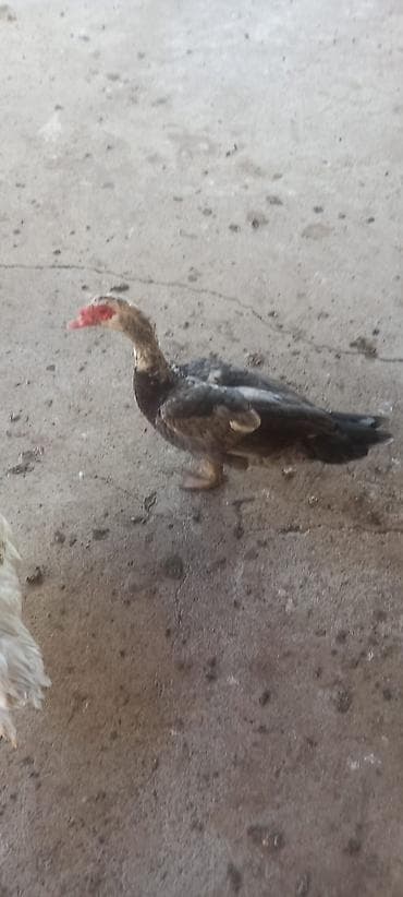 Bir cüt erkey Boz macar və Qara Zümrüdü Aktiv və ətlik heyvandır hər