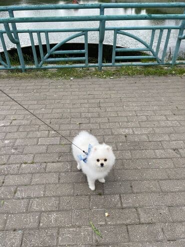 отдам в добрые руки шпица: Təmiz cins Pomeranian Spitz balası. Doğum tarixi: 12.11.2024. Çipli — 7