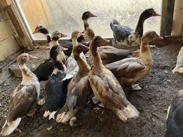 Dişi, | Lal ördək, Damazlıq, Ünvandan götürmə