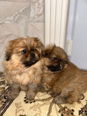 Pekines, 1 ay