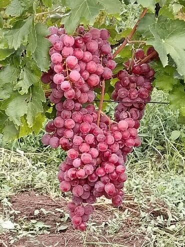 rafinə olunmamış zeytun yağı: Məhsul: Avatar kişmişi (uzun, barmaq formalı qara üzüm sortu) - — 7