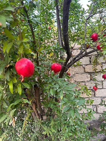 torpaq sahesi satilir: 9 sot, Tikinti, Mülkiyyətçi — 5