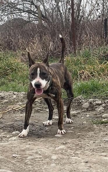 itler ucun qurd dermani: Pitbul, 11 ay, Dişi, Ödənişli çatdırılma — 5