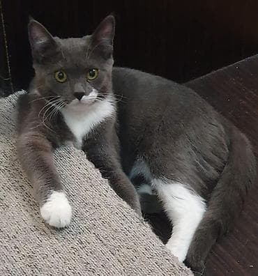 pisiy qabi: AXTARILIR Boz-ağ rəngli, qısa tüklü, zərif “smokin” naxışlı ev — 2