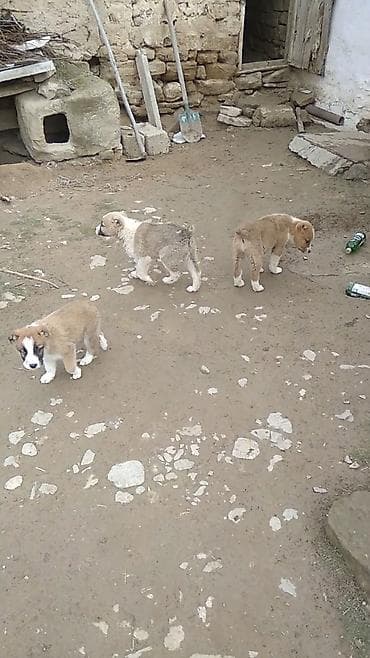 Gəmiricilər: Alabay, Dişi — 7