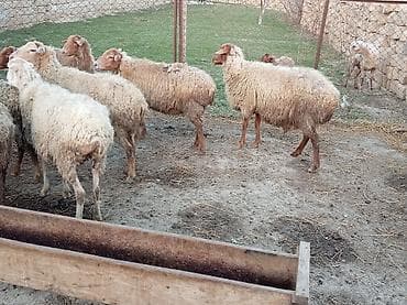 Akvariumlar: Boğaz qoyun lar 190 dan 220 yə kimi — 1