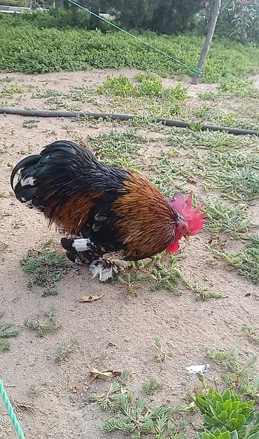 bantam: Ayaqları tüklü dekorativ xoruz bir ilin sağlam xoruzudu Koxin cinsi - — 2