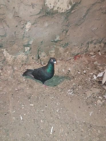 kakadu quşu: Salam 2 dənə Erkey drakon satılır tam sağlam heyvanlardır ünvan — 3