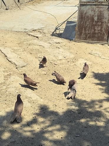 dəniz donuzu: Qan qırmızı quşlar qiymət hamısına daxildir 2 erkəy 2 maya 2 dənədə — 2