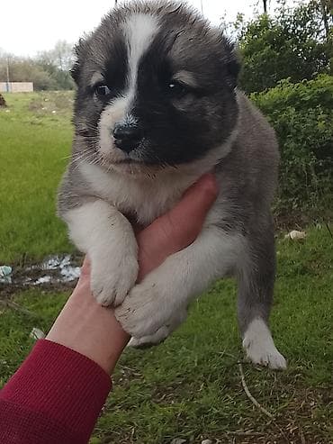 it axtarilir: Böyük it balası – 25 günlük - Cinsi: çoban balası - Rəng:Ala-Bula — 2