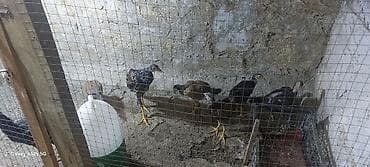 iller: Toyuq, Damazlıq — 6
