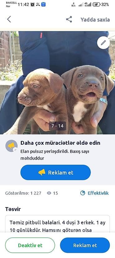 itlerin alisi: Pitbul, 1 ay — 6