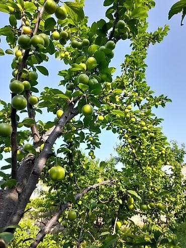 Квартиры: 12 соток, Для строительства, Собственник, Бялядия (муниципалитет) — 1