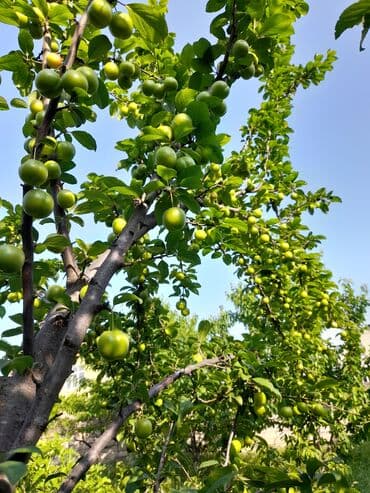12 sot, Tikinti, Mülkiyyətçi, Bələdiyyə lalafo.az -da 12 sot, Tikinti, Mülkiyyətçi, Bələdiyyə