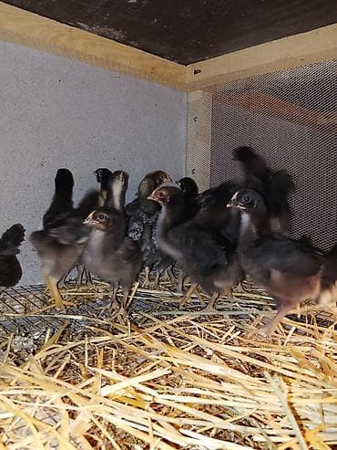 Toyuq cücələri, Damazlıq