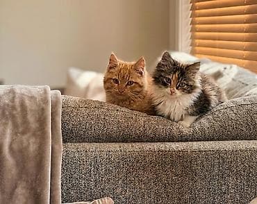 pitbul dişi: Erkək, Dişi, Yaxşı əllərə — 4